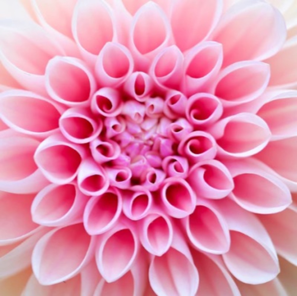 Meet your Posher, Tae